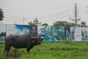 diem danh nhung du an ngam dat vang tai ha noi