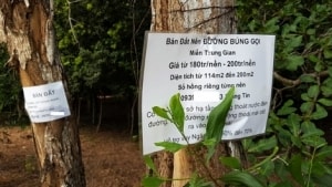 gioi dau co rut quan ve bac dat nen da nang bay hoi hang tram ty dong