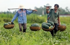 xuat khau nhung thang cuoi nam kho dat muc tang manh
