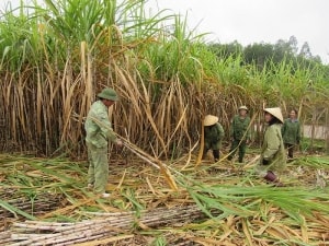 thu tuong nha nuoc khong bao cap cho nganh mia duong