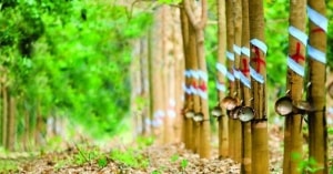 binh duong duyet chuyen doi muc dich 19 du an nha o khu do thi tai tp di an