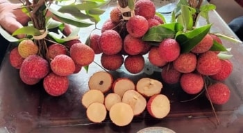 Vải thiều không hạt giá 200 nghìn/kg gây 