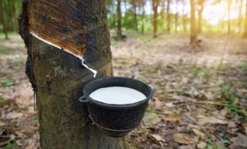 Bùng nổ xuất khẩu cao su: Malaysia 