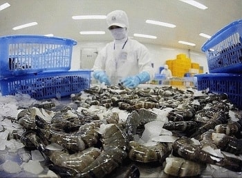 Xuất khẩu tôm Việt Nam tăng trưởng mạnh, nguy cơ thiếu hụt nguồn cung cận kề