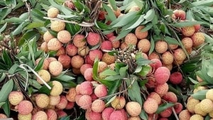 tranh kich ban duoc mua mat gia nhieu sieu thi ho tro dau ra cho vai thieu