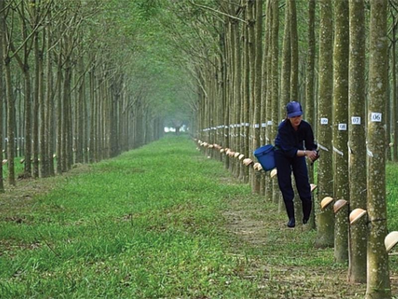 Cao su Phước Hòa “đặt cược” vào bất động sản công nghiệp