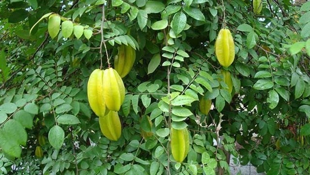lá khế