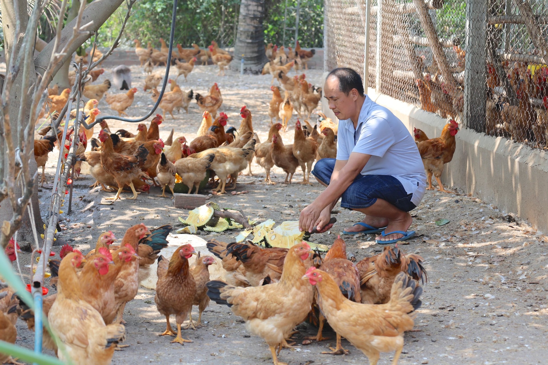 Anh Nguyễn Năng Cường cho gà ăn mít lá bàng để nâng cao chất lượng thịt gà