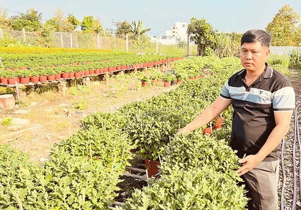 Anh Minh Quang có thu nhập ổn định nhờ mô hình trồng hoa chuyên canh