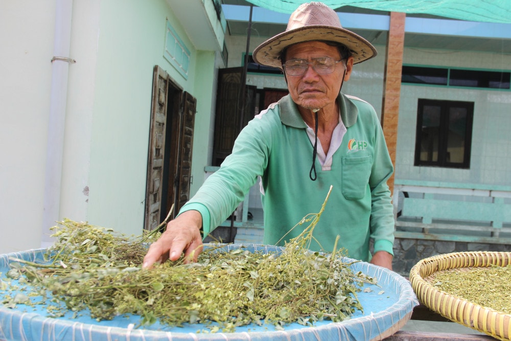 Nụ hoa hòe sau khi thu hái được ông Nguyễn Văn Lự