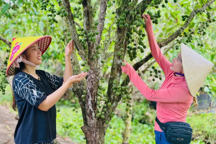 Vườn dâu của gia đình chị Trần Thị Mỹ Nương (bên trái), ngụ xã Long Thạnh (Giồng Riềng) cho năng suất cao hơn so với năm 2024 khoảng 40%