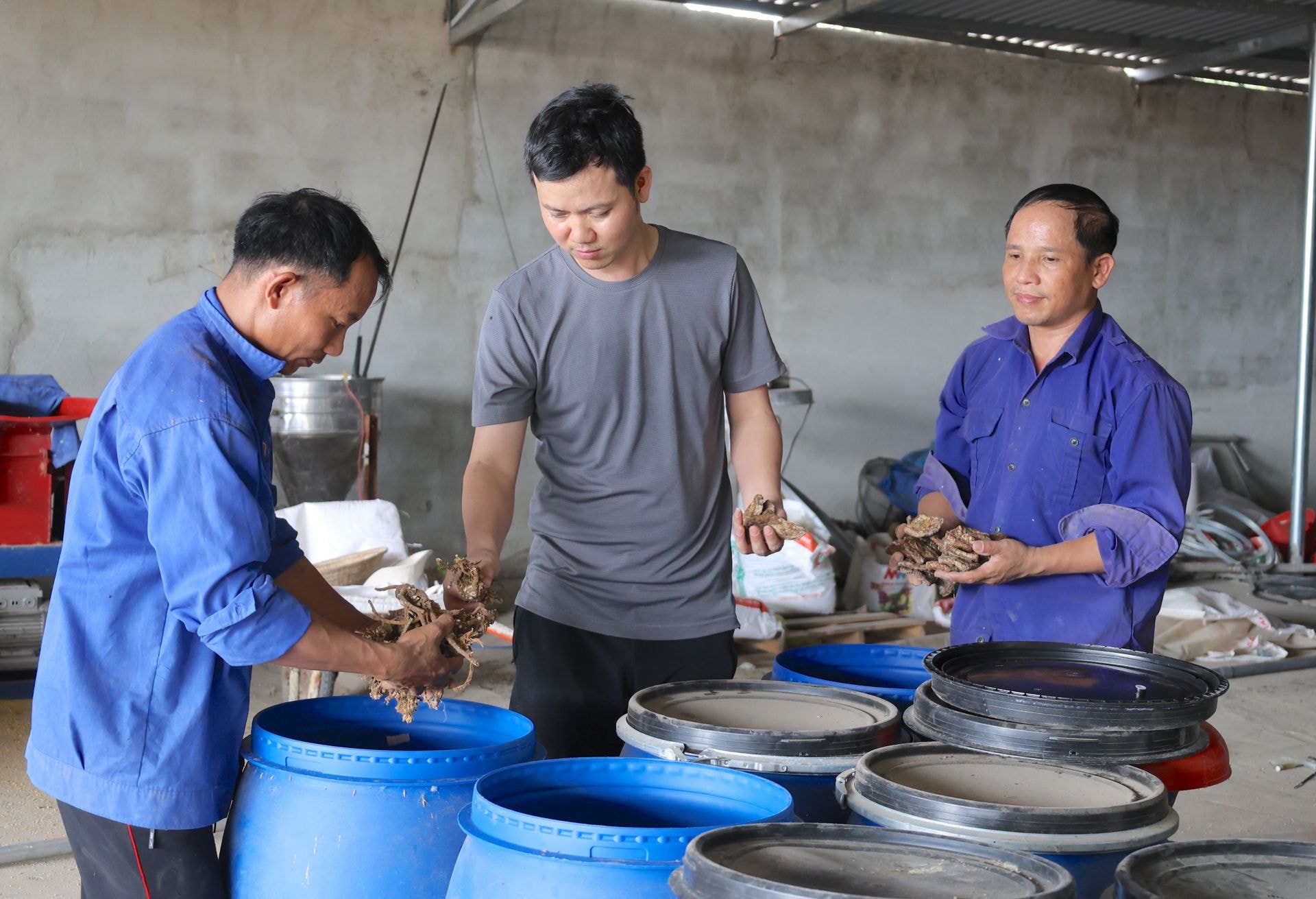 Các phế phẩm thảo dược dùng làm thức ăn cho gà