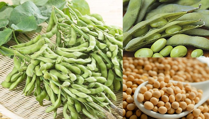 Cây đậu tương: Loại nông sản lặng lẽ giữ vị trí chiến lược trong nền nông nghiệp Việt