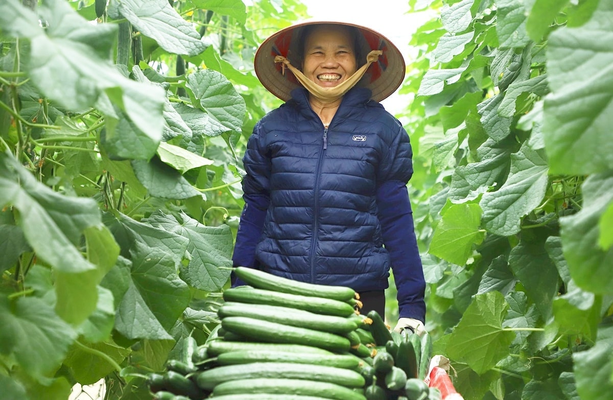 Việc đưa khoa học, công nghệ vào sản xuất giúp nông dân Kinh Môn thắng lớn