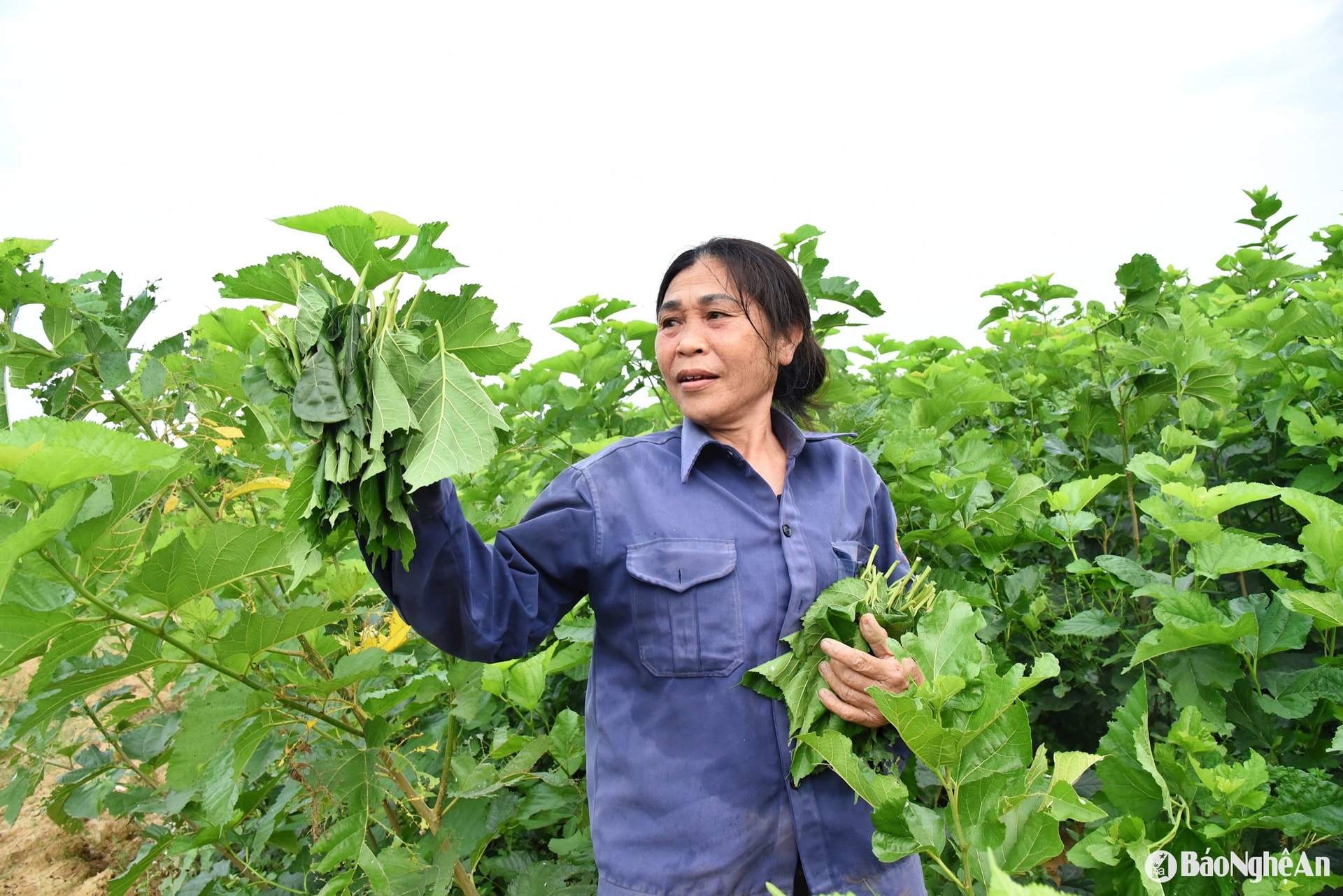 Bà Trần Thị Năm đã trồng được 6 sào cây giống dâu mới