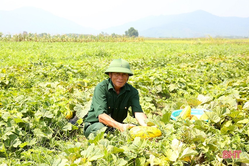 Ông Phan Văn Du ở thôn Vân Thanh Bắc bám đồng thu hoạch dưa bở đầu mùa