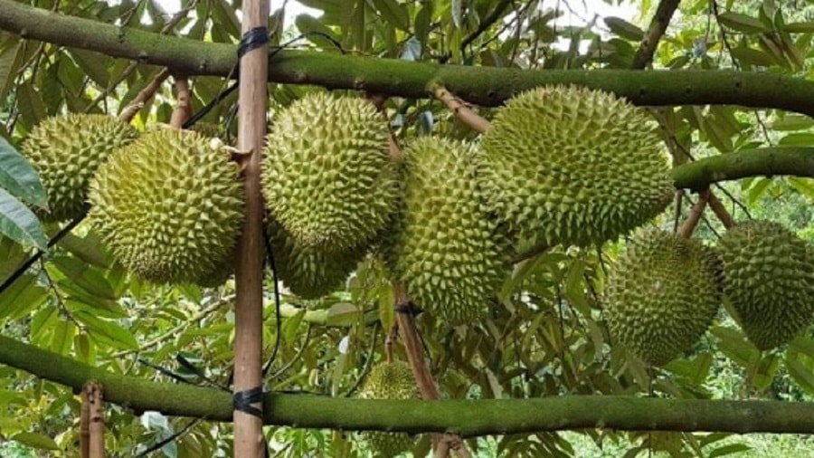 saurieng9.jpg