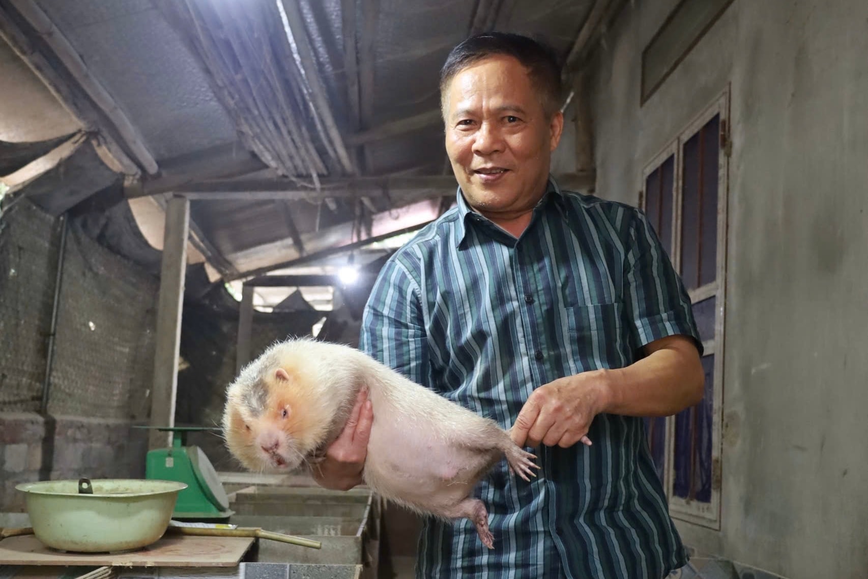 Gia đình ông Nguyễn Văn Đức, huyện Hạ Hòa đang nuôi hai loại dúi má đào Thái Lan và dúi mốc Việt, mỗi năm thu lãi khoảng 200 triệu đồng