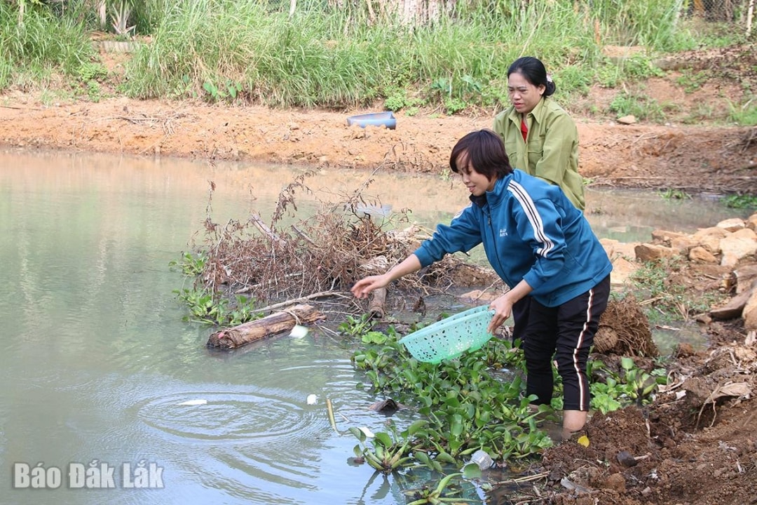Người dân sử dụng các phế phẩm nông nghiệp làm thức ăn cho ốc