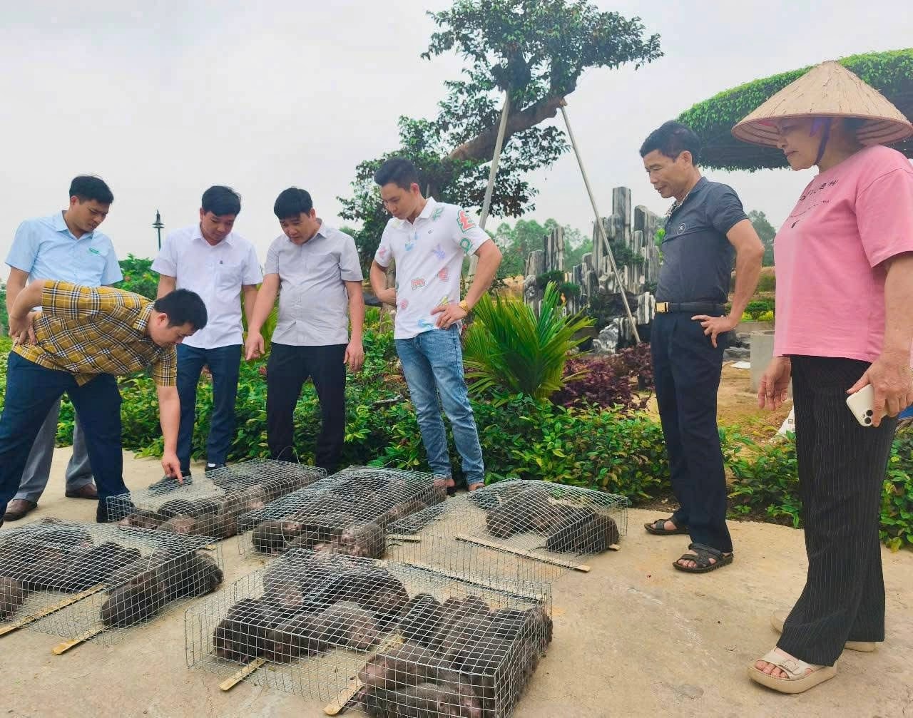 Trung tâm Khuyến nông Phú Thọ phối hợp với Trung tâm Dịch vụ Nông nghiệp huyện Lâm Thao, UBND xã Tiên Kiên cấp dúi giống cho các hộ nông dân tham gia mô hình nuôi dúi tại xã Tiên Kiên