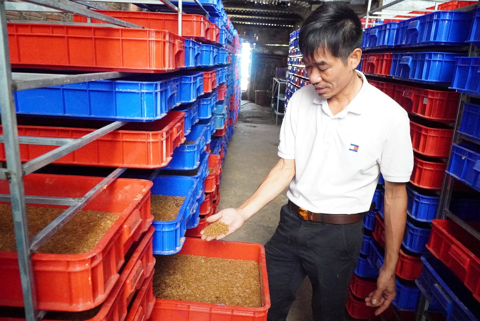 Mô hình nuôi sâu của ông Thảo mang lại thu nhập hơn 100 triệu mỗi tháng