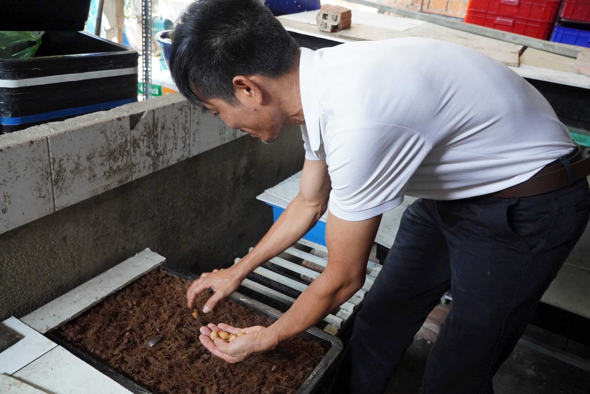 Ông Thảo phát triển thêm mô hình nuôi đuông dừa, bước đầu cho thu nhập ổn định