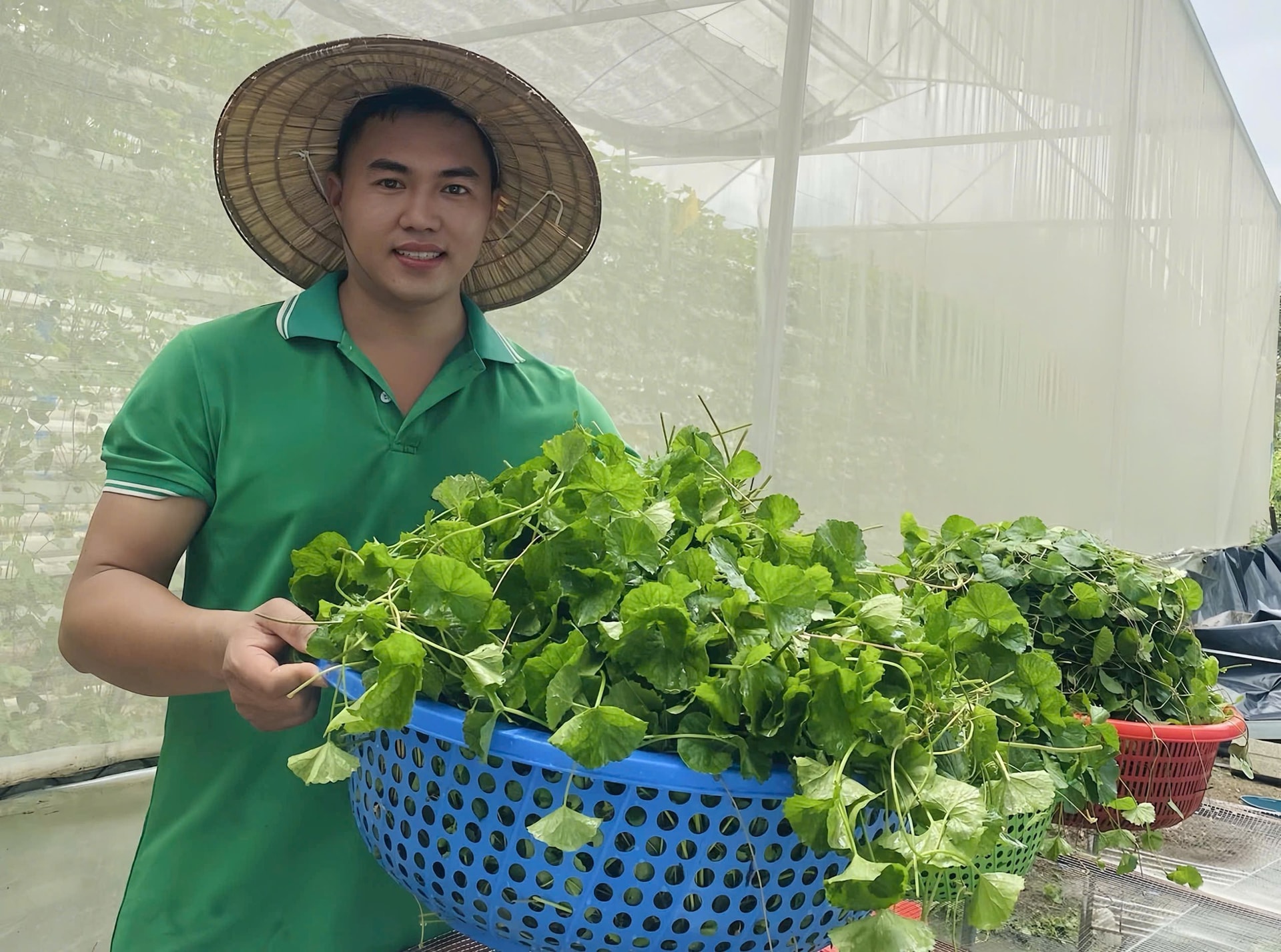 Anh Cao Thành Công thu hoạch rau má thủy canh