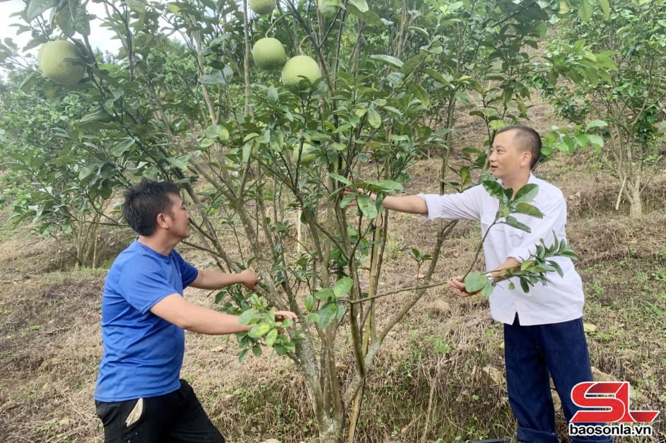 Cán bộ Trung tâm Kỹ thuật Nông nghiệp thị xã Mộc Châu hướng dẫn nông dân xã Chiềng Khừa kỹ thuật chăm sóc cây ăn quả