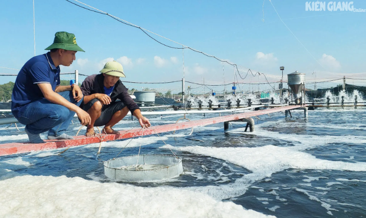 Kỹ sư Hoàng Văn Tâm (bên phải) kiểm tra độ lớn của tôm nuôi tại khu nuôi tôm công nghệ cao của ông Lưu Minh Châu