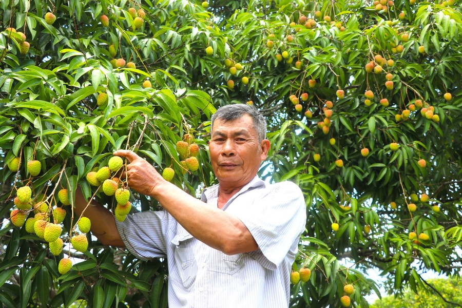 Năm nay, vườn vải có thể đem lại lợi nhuận cho ông Nguyễn Xuân Hoàng (tổ 3, thị trấn Kbang) hơn 300 triệu đồng