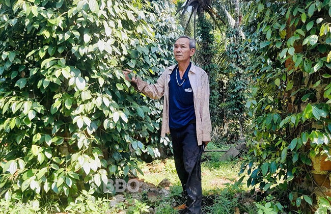 Ông Trần Văn Cảnh chăm sóc vườn tiêu