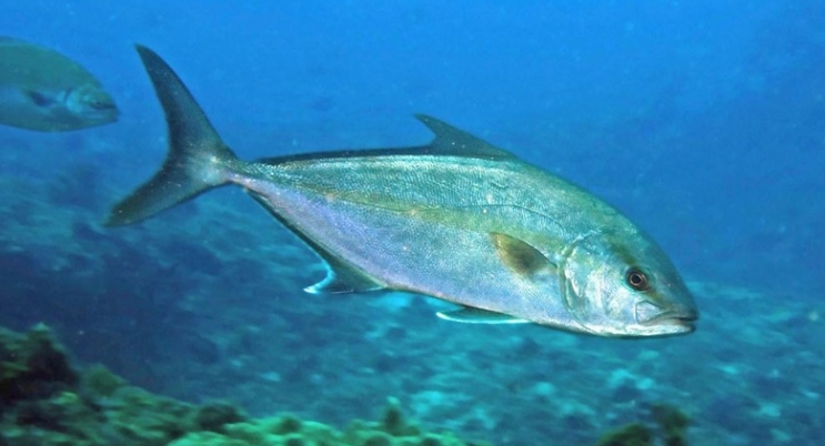image(7).png
