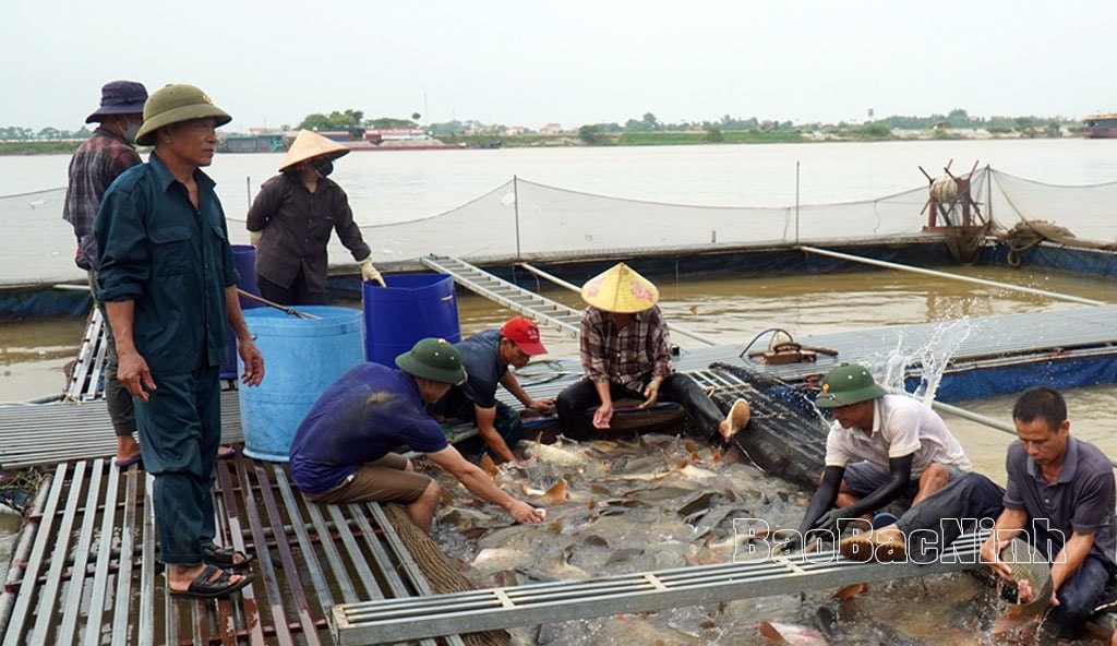 Kiểm tra cá thương phẩm trước khi xuất bán tại mô hình nuôi cá lồng trên sông của ông Vũ Văn Chiến