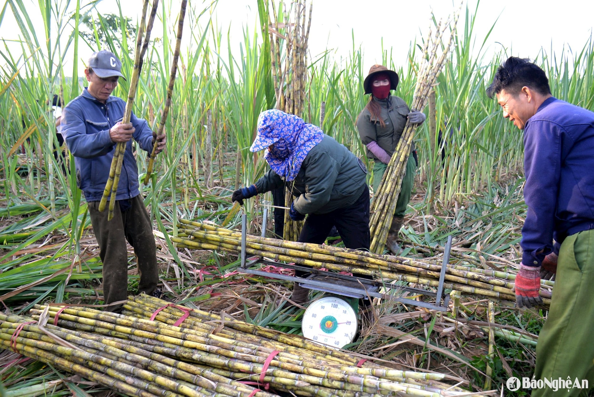 Mía thu hoạch đến đâu được bà con cân ngay tại ruộng
