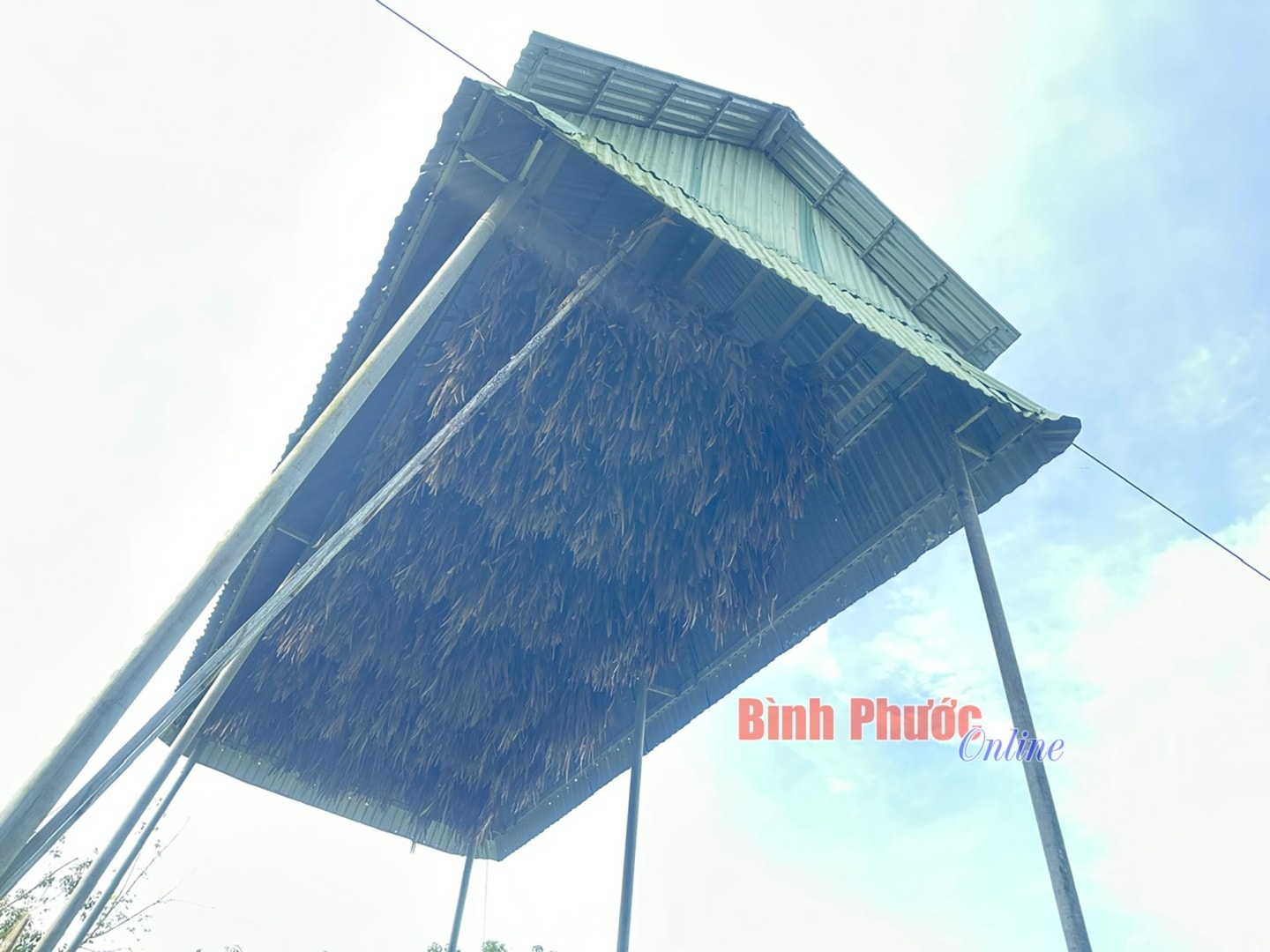 Nghề nuôi dơi giúp nhiều hộ gia đình tiết kiệm chi phí mua phân bón và thu lợi nhuận cao từ phân dơi