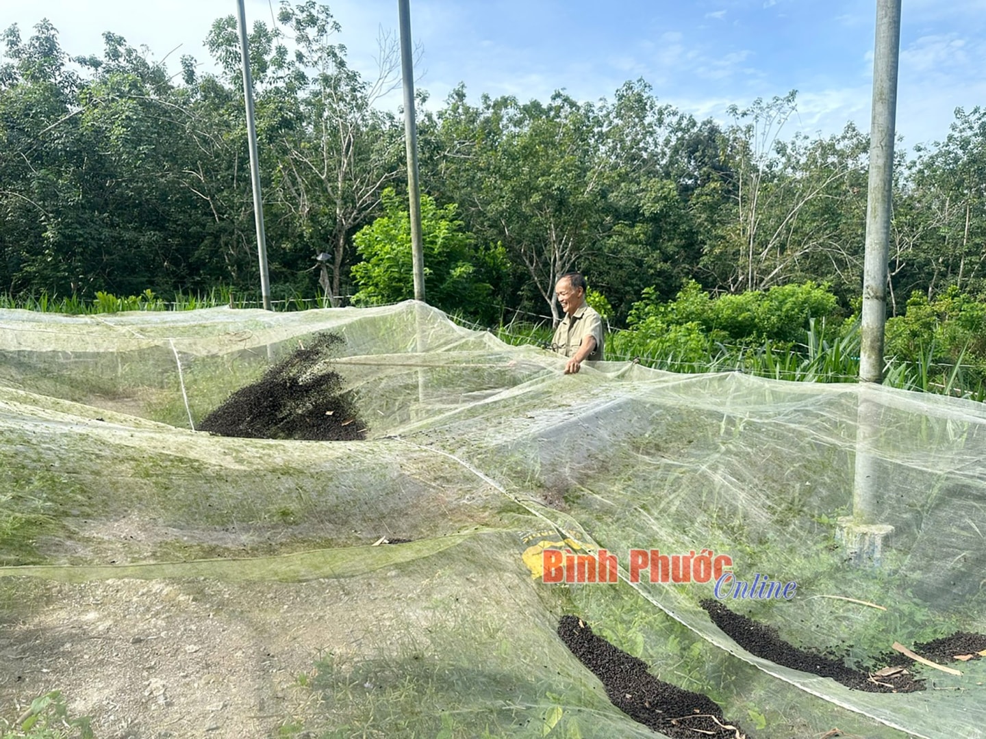Ông Nguyễn Văn Thọ ở ấp 4, xã Minh Tâm, huyện Hớn Quản thu hoạch phân dơi
