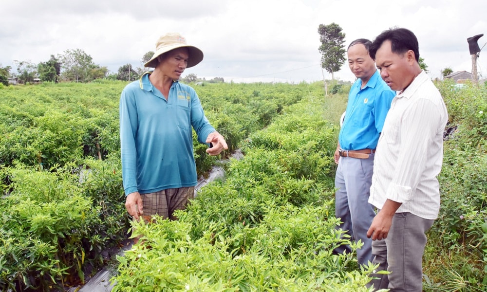 Nông dân Hồ Văn Thuận (bên trái), thông tin tình hình ớt trồng nhiễm sâu bệnh bị ảnh hưởng thời tiết nắng nóng