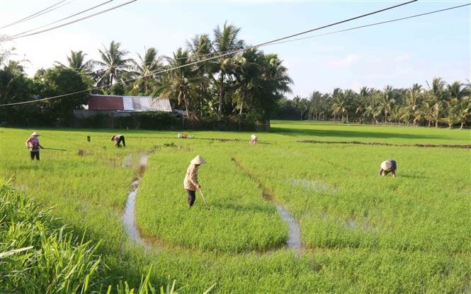 Trà Vinh trồng trọt