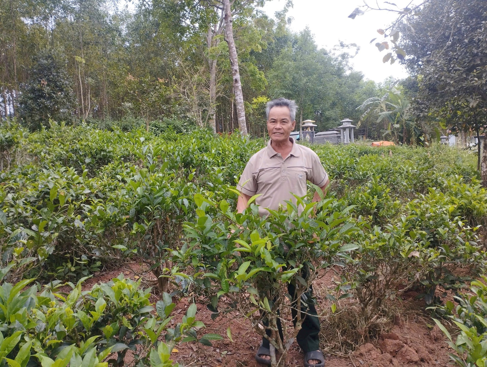 Vườn trồng chè An Bằng tại xã Đại Thạnh