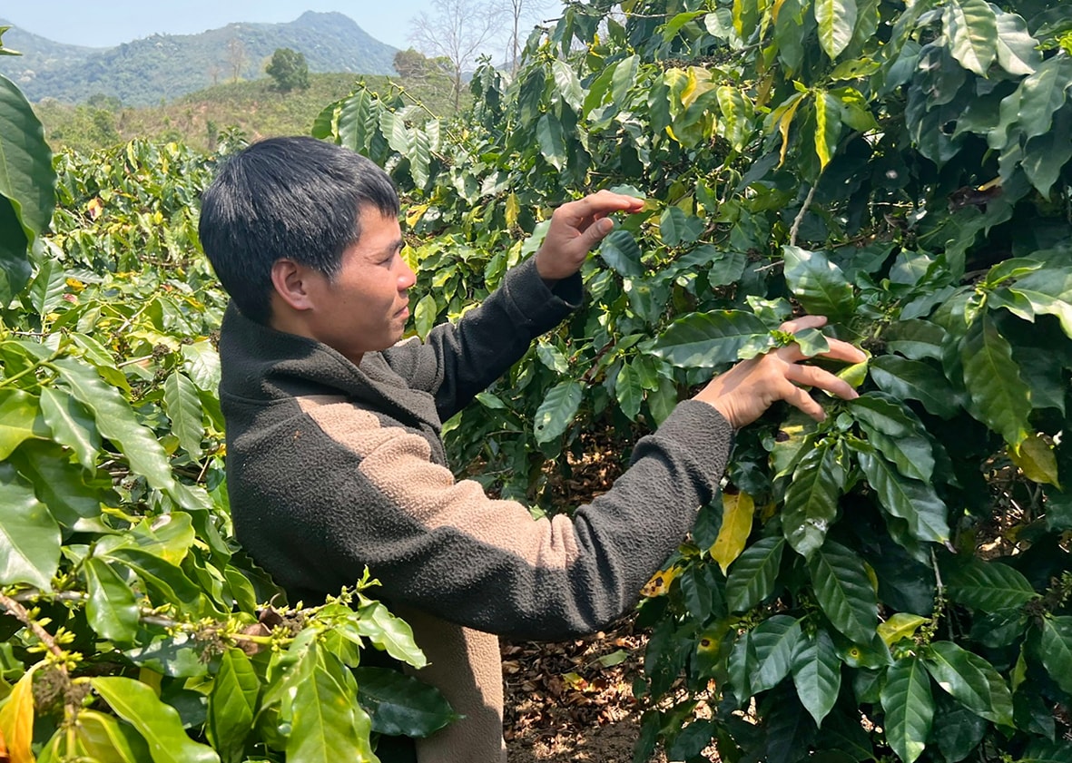 Anh Hồ Mà chăm sóc vườn cây cà phê của gia đình