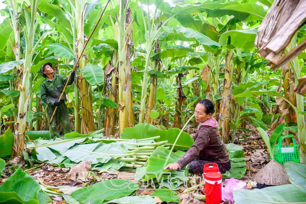 Lá chuối sau khi thu hoạch sẽ được thương lái đến tận nơi thu mua, giá khoảng 5.000 đồng kg, những lúc hút hàng, giá sẽ cao hơn