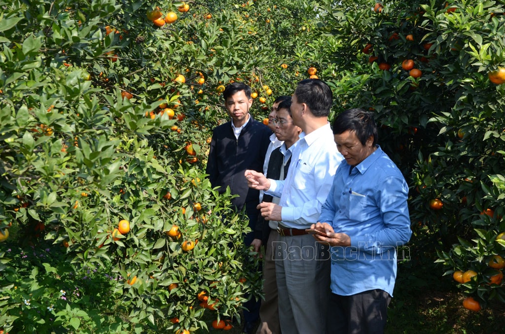 Lãnh đạo Sở Nông nghiệp và Môi trường tham quan các mô hình trồng cây ăn quả tại thị xã Thuận Thành