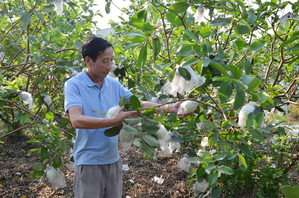 Mô hình kinh tế tuần hoàn doanh thu hàng tỷ đồng mỗi năm của gia đình ông Nguyễn Xuân Nam, xã Bình Dương