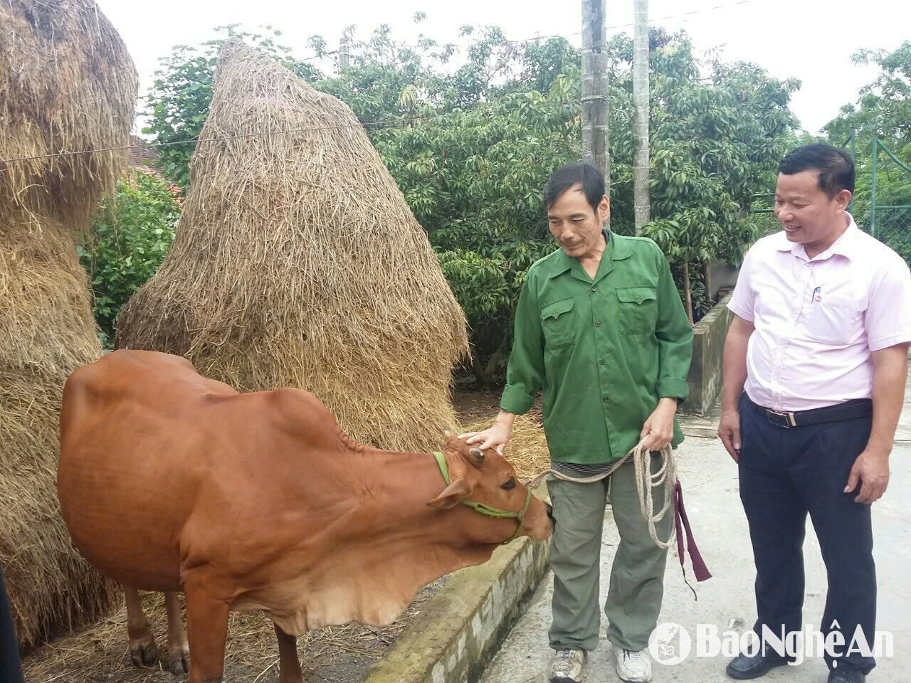 Người dân vay vốn tín dụng chính sách phát triển chăn nuôi hiệu quả