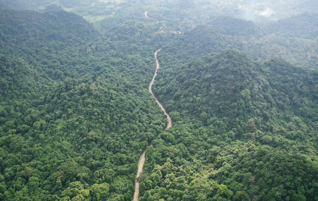 cúc phương