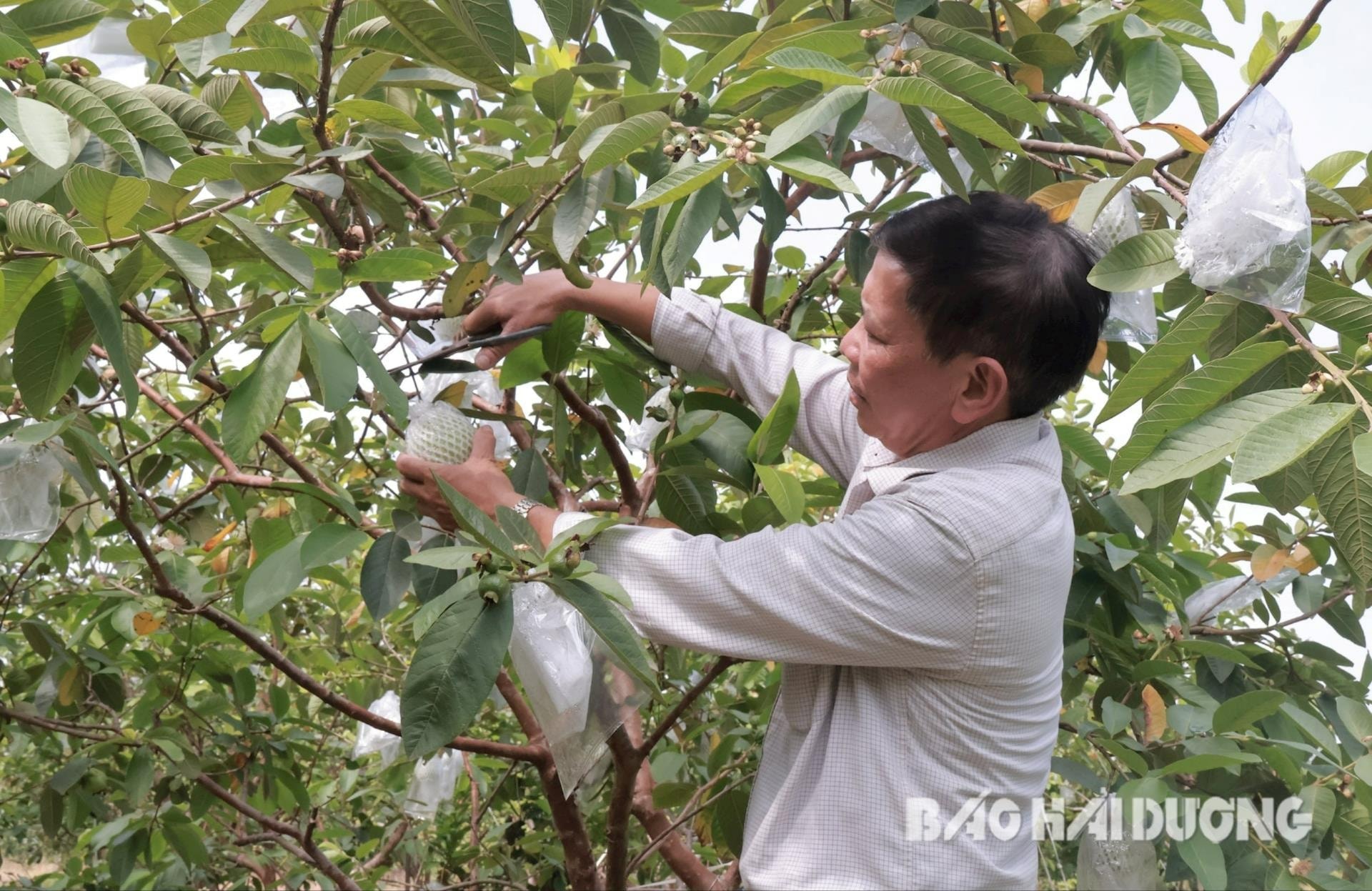 Gia đình anh Vũ Văn Diện có 1,8 mẫu ổi lê Đài Loan, trung bình mỗi năm thu lãi trên 300 triệu đồng