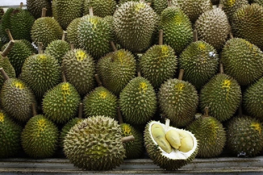 saurieng21.jpg