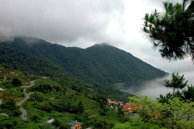 tamdao(1).jpg
