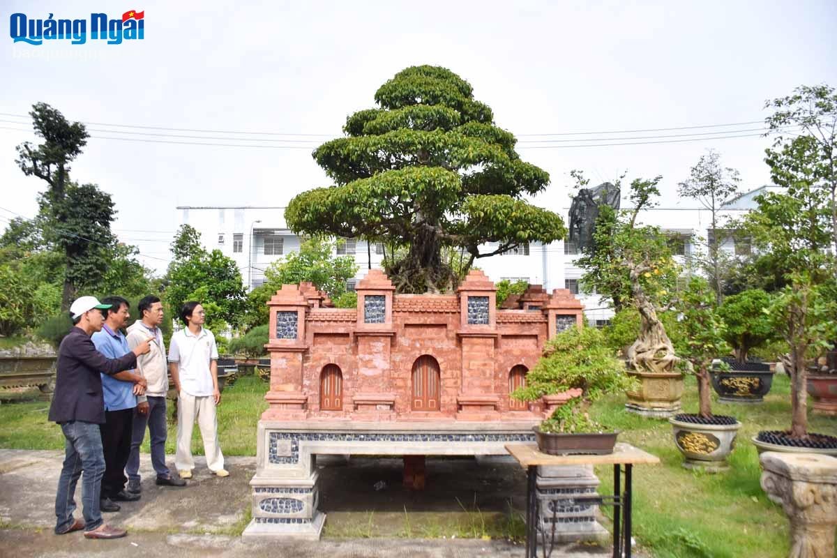 Thành viên Câu lạc bộ Cây cảnh nghệ thuật Thiên Bút (TP.Quảng Ngãi) chia sẻ kinh nghiệm chăm sóc cây cảnh