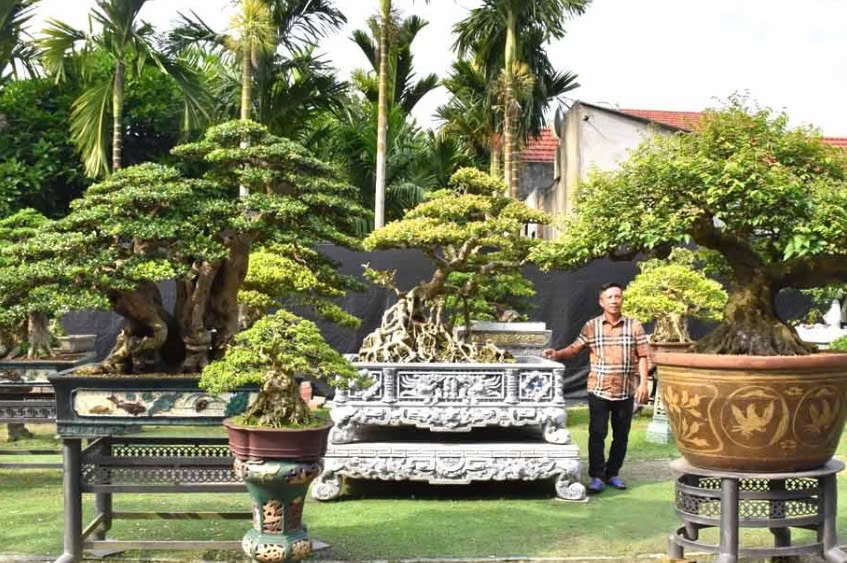 Vườn cây cảnh có giá trị kinh tế cao của ông Trần Triệu Vũ, ở phường Nguyễn Nghiêm